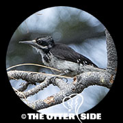 Hairy Woodpecker - Western