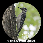 Hairy Woodpecker - Western