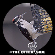 Hairy Woodpecker - Western
