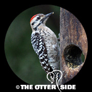 Ladder-backed Woodpecker