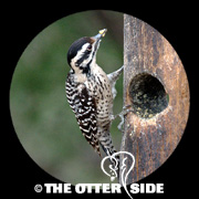 Ladder-backed Woodpecker
