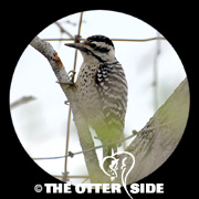 Ladder-backed Woodpecker