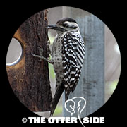 Ladder-backed Woodpecker