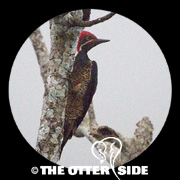 Lineated Woodpecker