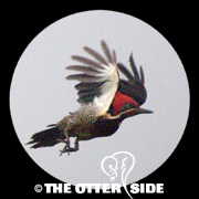 Lineated Woodpecker