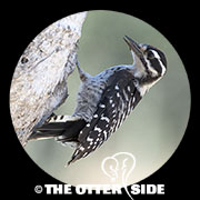 Nuttall's Woodpecker