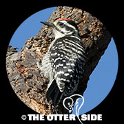 Nuttall's Woodpecker