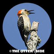 Red-bellied Woodpecker