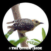 Red-crowned Woodpecker