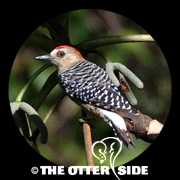 Red-crowned Woodpecker