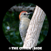 Red-crowned Woodpecker