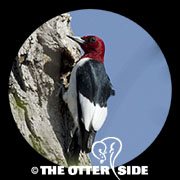 Red-headed Woodpecker