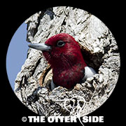 Red-headed Woodpecker