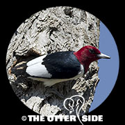 Red-headed Woodpecker