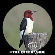 Red-headed Woodpecker