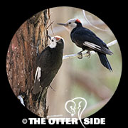 White-headed Woodpecker