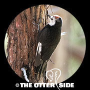 White-headed Woodpecker