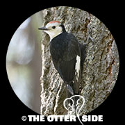 White-headed Woodpecker