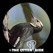 White-headed Woodpecker