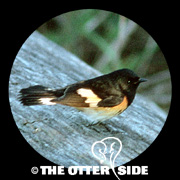 American Redstart