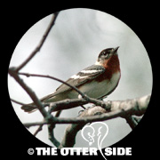 Bay-breasted Warbler