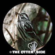 Black-and-white Warbler