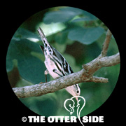 Black-and-white Warbler