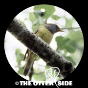 Connecticut Warbler