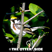 Chestnut-sided Warbler