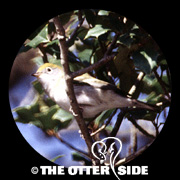 Chestnut-sided Warbler