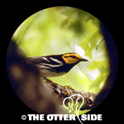 Golden-cheeked Warbler