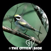 Golden-winged Warbler