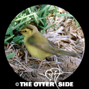 Hooded Warbler