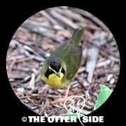 Kentucky Warbler