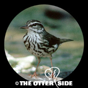 Louisiana Waterthrush