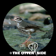 Louisiana Waterthrush
