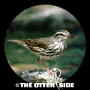 Louisiana Waterthrush