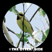 Golden-winged (Lawrence's) Warbler
