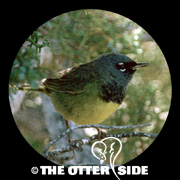 MacGillivray's Warbler