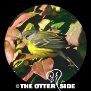 Magnolia Warbler