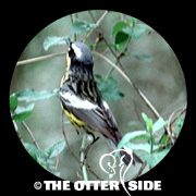 Magnolia Warbler