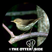 Northern Waterthrush