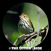 Ovenbird