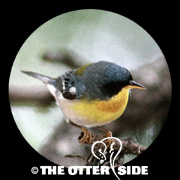 Tropical Parula