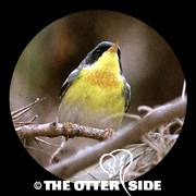 Tropical Parula