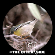 Tropical Parula