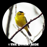 Wilson's Warbler