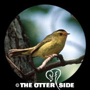 Wilson's Warbler