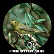 Wilson's Warbler