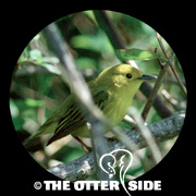 Yellow Warbler